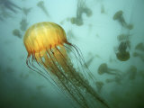 Buy Sea Nettle (Chrysaora Fuscescens) Jelly Swarm at AllPosters.com