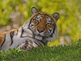 Bengal Tiger Sitting, Panthera Tigris, Asia
