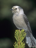 Gray Jay, Perisoreus Canadensis, North America