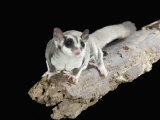 Sugar Glider, Petaurus Breviceps, a Marsupial Mammal from Australia
