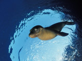 Californian Sea Lion, Zalophus Californianus, Mexico, Sea of Cortez, Baja California, La Paz