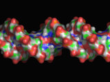 Buy Dna Surface Molecular Model at AllPosters.com