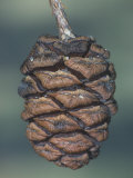 Giant Sequoia Seed Cone, Sequoiadendron Giganteum, California, USA Photographic Print