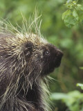 Buy Porcupine Face, Erethizon Dorsatum, North America at AllPosters.com