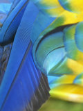 Feathers of a Blue and Gold Macaw, South America