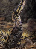 Buy Ball Python, Python Regius, Swallowing its Mouse Prey, Africa at AllPosters.com