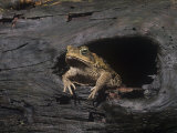 Marine Toad (Bufo Marinus) an Introduced Species. Florida, USA