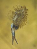 Fairy Shrimp Female with Eggs, Eubranchipus Vernalis, Eastern USA