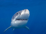 Great White Shark (Carcharodon Carcharias), Guadalupe Island, Mexico