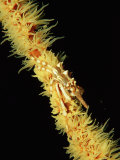 Gorgonian Crab (Xenocarcinus Tuberculatus), Indonesia, Indo-Pacific Ocean