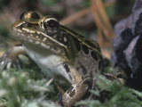 Southern Leopard Frog, Rana Utricularia, New Jersey, USA