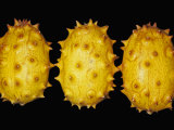 Buy Kiwano or Horned Melon (Cucumis Metuliferus), Native to Tropical Africa at AllPosters.com