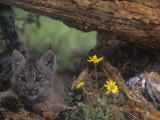 Canada Lynx Kitten, Lynx Canadensis, North America