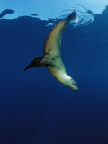 Group of Californian Sea Lion, Zalophus Californianus, Usa, California, Pacific Ocean