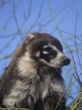 Buy Coatimundi Head (Nasua Nasua), Southwestern North America at AllPosters.com