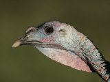 Wild Turkey Head, Meleagris Gallopavo, North America