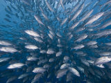 Schooling Bigeye Jacks (Caranx Sexfasciatus), Malaysia