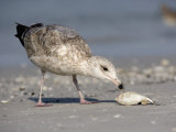Herring Gull Juvenile (Larus Argentatus) Scavenging a Fish on Shore, Florida, USA