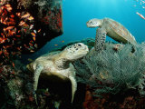 Buy Green Sea Turtles on a Cleaner Station on a Coral Reef (Chelonia Mydas), Pacific Ocean, Borneo at AllPosters.com