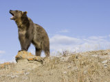 Buy A Grizzly Bear, Ursus Arctos, North America at AllPosters.com