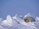 Harp Seal Pup, Phoca Groenlandica, Canadian Arctic, Atlantic Ocean