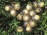Dusky Salamander Eggs with Young Larvae Inside, Desmognathus Fuscus, Eastern North America