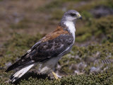 Red-Backed Buzzard, Buteo Polyosoma, Falkland Islands