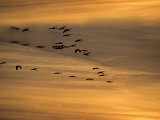 Flock of Sandhill Cranes at Sunset