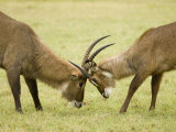 Defassa Waterbucks Fighting, Kobus Ellipsiprymnus Defassa, East Africa