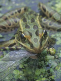 Leopard Frog, Rana Pipiens, with a Captured Dragonfly, North America