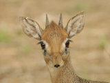 Dik-Dik Head, Madoqua, Tarangire National Park, Tanzania, Africa
