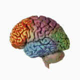 Buy Human Brain, Side View at AllPosters.com