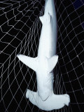 A Scalloped Hammerhead Shark Caught in the Net of an Open Ocean Drift Net