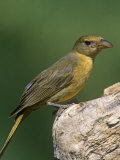 Female Summer Tanager (Piranga Rubra), Arizona, USA