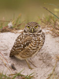 Burrowing Owl (Athene Cunicularia) Outside of the Burrow