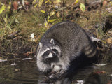 Raccoon Washing its Hands and Food in a Forest Pond or Stream (Procyon Lotor), North America