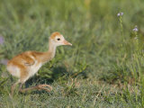 Sandhill Crane Chick, Grus Canadensis, Florida, USA
