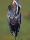 Goliath Heron, Ardea Goliath, Africa