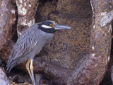 Yellow-Crowned Night Heron, Nyctanassa Violacea, Galapagos Islands
