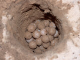 Green Sea Turtle Eggs in a Nest on a Beach (Chelonia Mydas), Pacific Ocean, Borneo