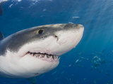 Great White Shark Head and Teeth (Carcharodon Carcharias), Guadalupe Island, Mexico