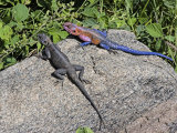 Common Agama Lizards, Agama Agama, Serengeti, Tanzania, East Africa