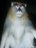 Patas Monkey (Erythrocebus Patas), Senegal, Ethiopia, and Kenya, Africa