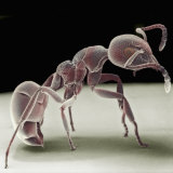Side View of an Ant