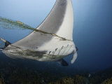 This Manta Ray (Manta Birostris) Is Entangled in and Towing a Fisherman's Net, Yap, Micronesia