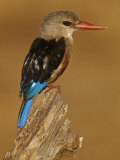 Gray-Headed Kingfisher, Halcyon Leucocephalus, Samburu Game Refuge, Kenya, Africa