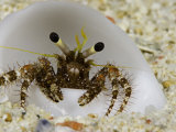 Eye Stalks and Antennae of a Hermit Crab (Dardanus Lagopodes) in a White Shell, Yap, Micronesia