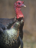 Wild Turkey Head (Mealeagris Gallopavo). Eastern USA