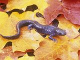 Jefferson Salamander (Amystoma Jeffersonianum), Eastern North America