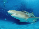 Lemon Shark, Negaprion Brevirostris, Bahamas, Grand Bahama Island, Atlantic Ocean